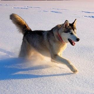 ALASKAN MALAMUTE