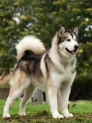 ALASKAN MALAMUTE