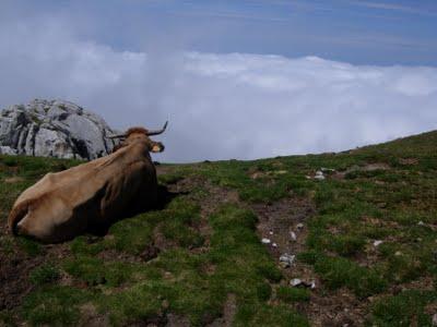 el requexón el requexón
