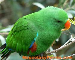 Eclectus Roratus (loro), fotos Eclectus Roratus (loro), fotos