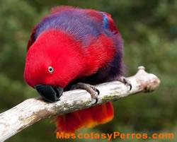 Eclectus Roratus (loro), fotos Eclectus Roratus (loro), fotos