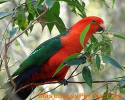 Eclectus Roratus (loro), fotos Eclectus Roratus (loro), fotos