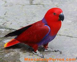 Eclectus Roratus (loro), fotos Eclectus Roratus (loro), fotos