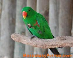 Eclectus Roratus (loro), fotos Eclectus Roratus (loro), fotos