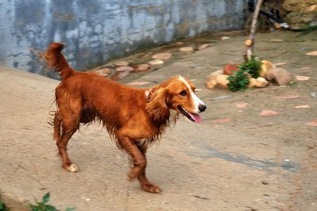 Algunos viejos conocidos, hoy adoptados en Bélgica ( I) Algunos viejos conocidos, hoy adoptados en Bélgica ( I)