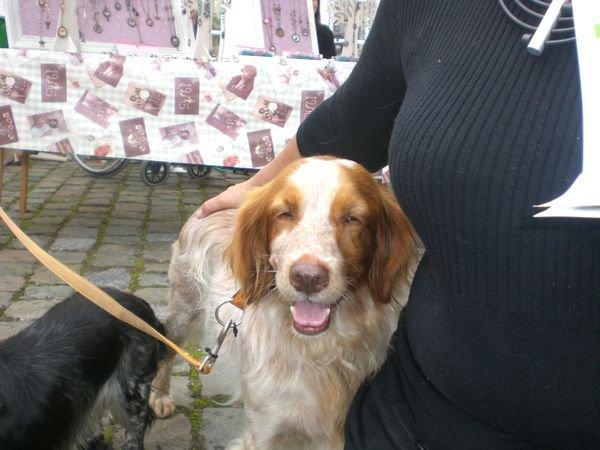 Algunos viejos conocidos, hoy adoptados en Bélgica ( I) Algunos viejos conocidos, hoy adoptados en Bélgica ( I)