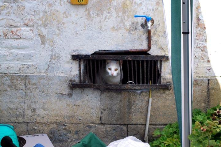 Algunos viejos conocidos, hoy adoptados en Bélgica ( I) Algunos viejos conocidos, hoy adoptados en Bélgica ( I)