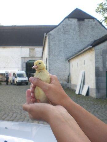 Algunos viejos conocidos, hoy adoptados en Bélgica ( I) Algunos viejos conocidos, hoy adoptados en Bélgica ( I)