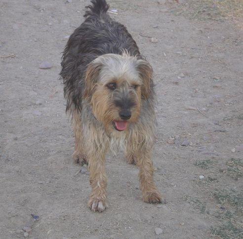 Algunos viejos conocidos, hoy adoptados en Bélgica ( I) Algunos viejos conocidos, hoy adoptados en Bélgica ( I)