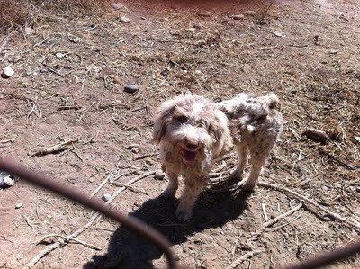 Abandonado para que muera lentamente Córdoba Abandonado para que muera lentamente Córdoba