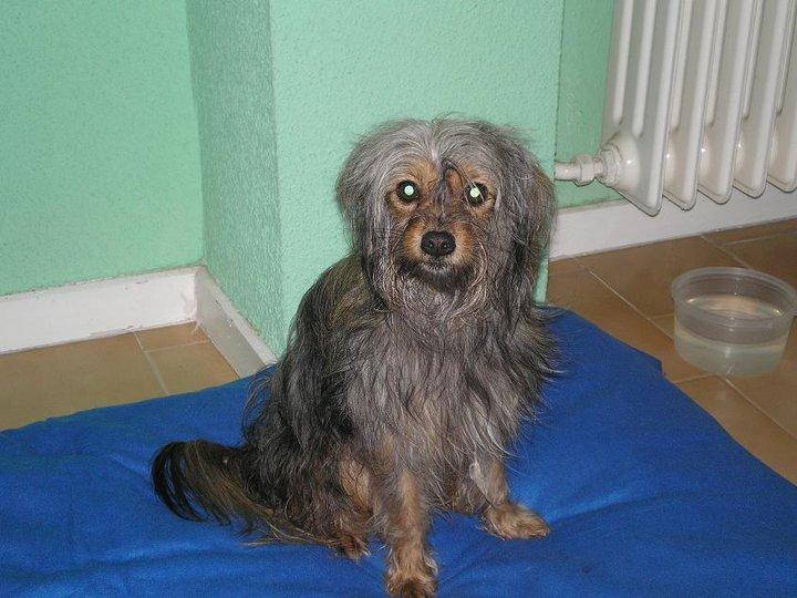 Viejos conocidos , hoy adoptados en Bélgica (III) Viejos conocidos , hoy adoptados en Bélgica (III)