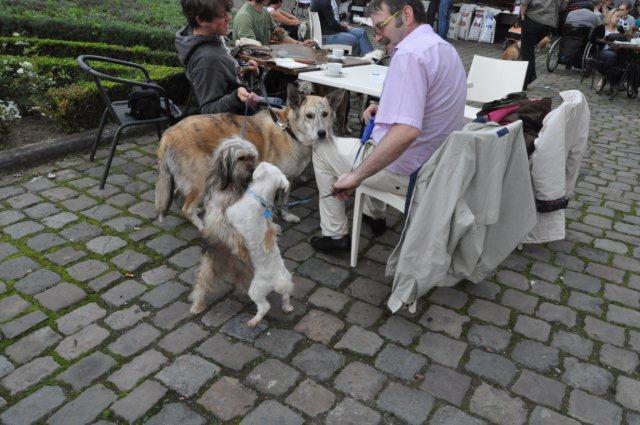 Viejos conocidos , hoy adoptados en Bélgica (III) Viejos conocidos , hoy adoptados en Bélgica (III)