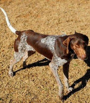 Viejos conocidos , hoy adoptados en Bélgica (III) Viejos conocidos , hoy adoptados en Bélgica (III)