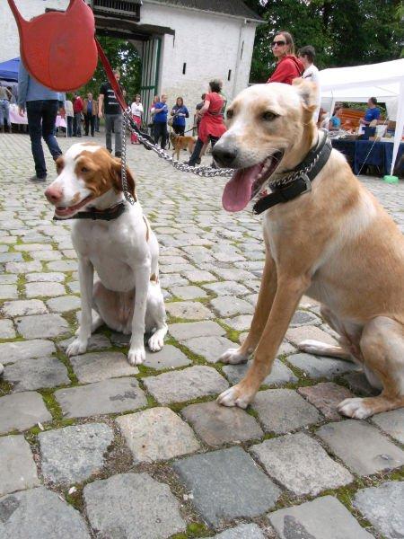 Viejos conocidos , hoy adoptados en Bélgica (III) Viejos conocidos , hoy adoptados en Bélgica (III)