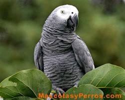 fotos de aves yacos fotos de aves yacos