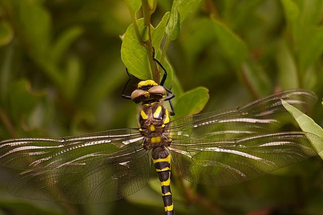 Libélula de anillos de oro (Cordulegaster boltonii) Libélula de anillos de oro (Cordulegaster boltonii)