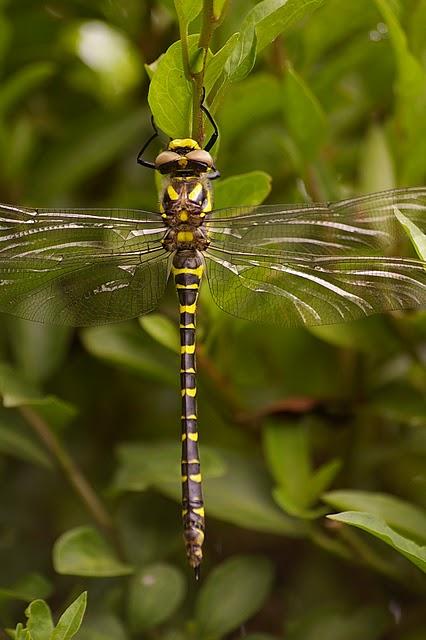 Libélula de anillos de oro (Cordulegaster boltonii) Libélula de anillos de oro (Cordulegaster boltonii)