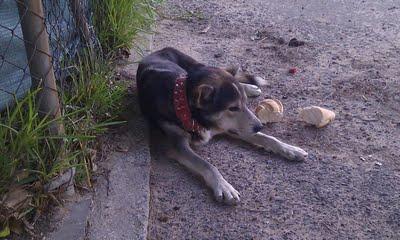 SIN AGUA Y SIN COMIDA CRUCE DE HUSKY ABANDONADO. (HUELVA)