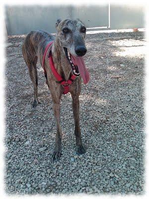 MARISMA GALGA SACADA DE LA PERRERA A LA QUE DEVUELVEN 5 DIAS DESPUES DE ACOGERLA. (VALENCIA).