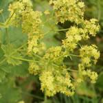 Pie de leon, fotos Pie de leon, fotos