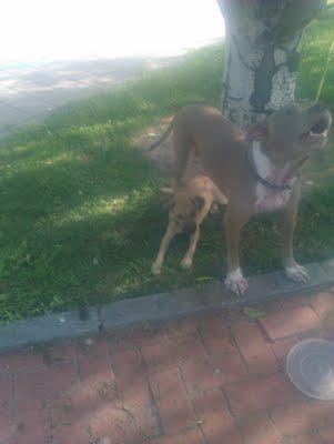 american standford y cachorrito atados a un árbol. (Córdoba)