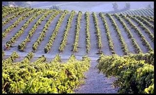 Ximénez-Spínola Exceptional Harvest 2010 Ximénez-Spínola Exceptional Harvest 2010