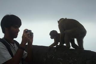 Macacos en Gibraltar