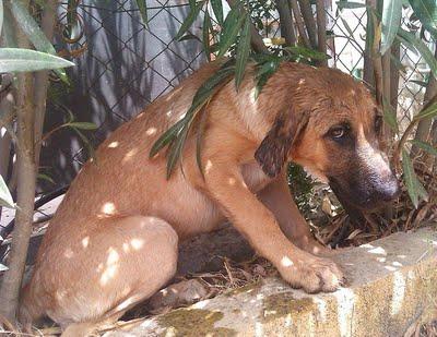 MARÍA, cachorrita cruce de pastor alemán abandonada y golpeada.