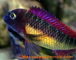 Tropheus moorii peces Tropheus moorii peces
