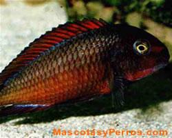 Tropheus moorii peces Tropheus moorii peces