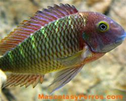 Tropheus moorii peces Tropheus moorii peces