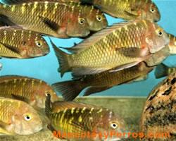 Tropheus moorii peces Tropheus moorii peces