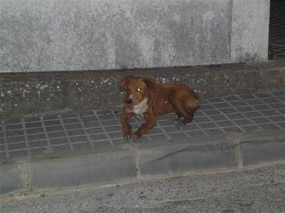 GILBERT y CLARK, 2 cachorros en la calle muertos de sed, heridos y a merced de gamberros. (Córdoba)