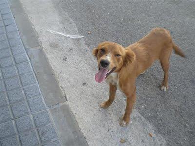 GILBERT y CLARK, 2 cachorros en la calle muertos de sed, heridos y a merced de gamberros. (Córdoba)