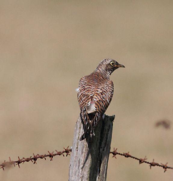 OBSERVANDO AVES DE SALBURUA(VITORIA) AL  BOSQUE DE ORGI(NAVARRA)-OBSERVING BIRDS SALBURUA (VITORIA) A FOREST OF ORGI (NAVARRA)-OBSERVATION D'OISEAUX Salburua (Vitoria) UNE FORÊT DE Orgi (NAVARRA)-