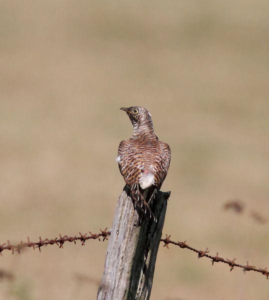 OBSERVANDO AVES DE SALBURUA(VITORIA) AL  BOSQUE DE ORGI(NAVARRA)-OBSERVING BIRDS SALBURUA (VITORIA) A FOREST OF ORGI (NAVARRA)-OBSERVATION D'OISEAUX Salburua (Vitoria) UNE FORÊT DE Orgi (NAVARRA)-