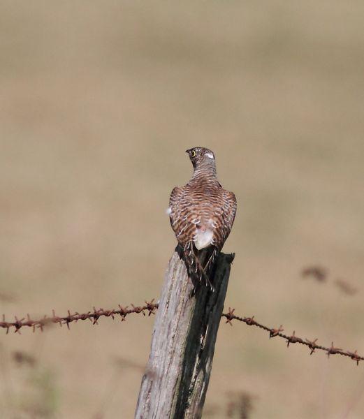 OBSERVANDO AVES DE SALBURUA(VITORIA) AL  BOSQUE DE ORGI(NAVARRA)-OBSERVING BIRDS SALBURUA (VITORIA) A FOREST OF ORGI (NAVARRA)-OBSERVATION D'OISEAUX Salburua (Vitoria) UNE FORÊT DE Orgi (NAVARRA)-