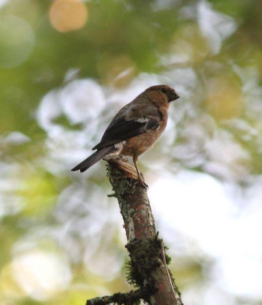 OBSERVANDO AVES DE SALBURUA(VITORIA) AL  BOSQUE DE ORGI(NAVARRA)-OBSERVING BIRDS SALBURUA (VITORIA) A FOREST OF ORGI (NAVARRA)-OBSERVATION D'OISEAUX Salburua (Vitoria) UNE FORÊT DE Orgi (NAVARRA)-