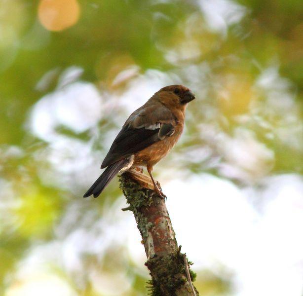 OBSERVANDO AVES DE SALBURUA(VITORIA) AL  BOSQUE DE ORGI(NAVARRA)-OBSERVING BIRDS SALBURUA (VITORIA) A FOREST OF ORGI (NAVARRA)-OBSERVATION D'OISEAUX Salburua (Vitoria) UNE FORÊT DE Orgi (NAVARRA)-