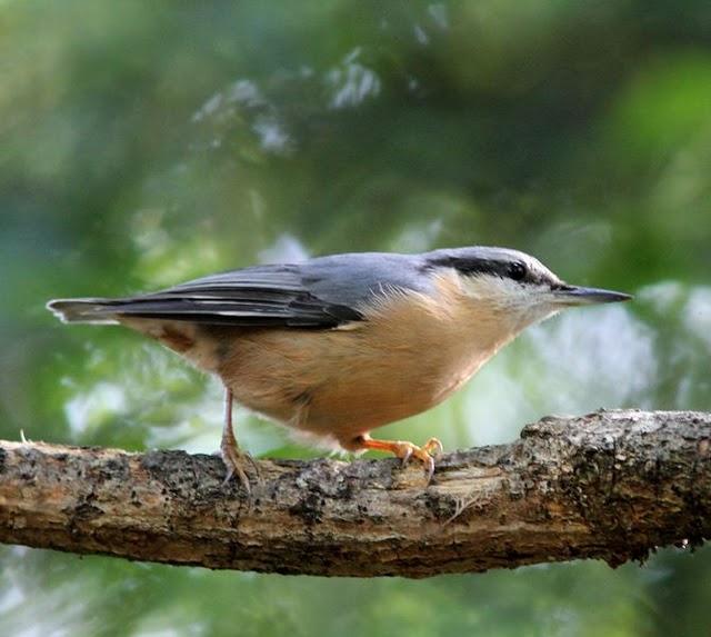 OBSERVANDO AVES DE SALBURUA(VITORIA) AL  BOSQUE DE ORGI(NAVARRA)-OBSERVING BIRDS SALBURUA (VITORIA) A FOREST OF ORGI (NAVARRA)-OBSERVATION D'OISEAUX Salburua (Vitoria) UNE FORÊT DE Orgi (NAVARRA)-