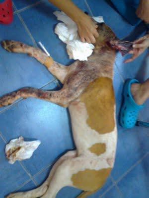 NECESITAMOS CASA DE ACOGIDA URGENTE: maltrato animal en Alzira!!!