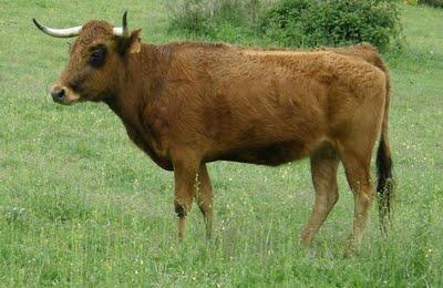 Hermanos Quintas, de la casta Jijona Hermanos Quintas, de la casta Jijona