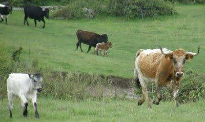 Hermanos Quintas, de la casta Jijona Hermanos Quintas, de la casta Jijona