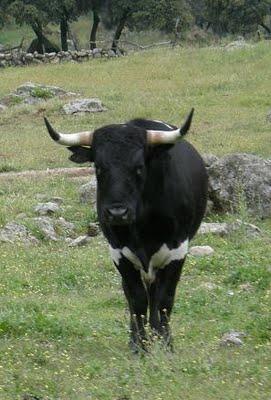 Hermanos Quintas, de la casta Jijona Hermanos Quintas, de la casta Jijona