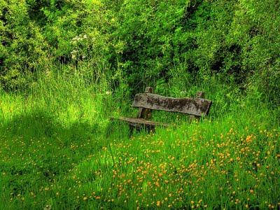 Serie: Bancos en Un Jardín para MariCari