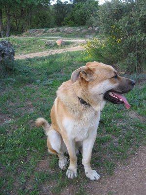 LUKAS, MAJESTUOSO MASTÍN VIVE SOLO EN UNA FINCA. MADRID, URGENTE!!!