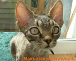 Fotos de gatos Devon Rex Fotos de gatos Devon Rex