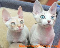 Fotos de gatos Devon Rex Fotos de gatos Devon Rex