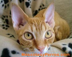 Fotos de gatos Devon Rex Fotos de gatos Devon Rex