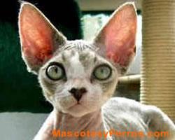 Fotos de gatos Devon Rex Fotos de gatos Devon Rex